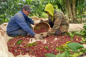 Farmers in Dak Song District (Dak Nong Province) are harvesting coffee beans (Photo: SGGP)