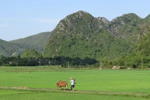 Thanks to the removal of the 102-hectare quarry plan, residents of Thach Hoa and Tuyen Hoa communes (Quang Binh Province) live peacefully under the lush limestone mountains (Photo: SGGP)