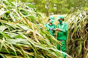 Employees of Vinamilk – Tay Ninh Branch are checking the clean feed for dairy cows (Photo: SGGP)