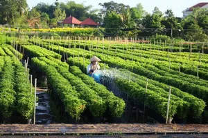 Growing ornamental plants in Sa Dec City