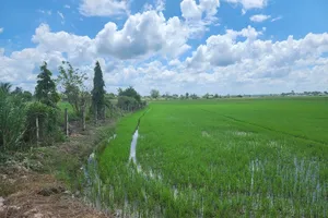An area for rice growing in Cu Chi District of HCMC
