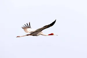 Dong Thap Province launches ambitious sarus crane conservation project