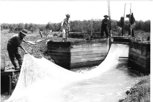 Raising shrimps for export at Duyen Hai Youth Farm in Can Gio District, one of the key economic sectors in the effort to overcome difficulties after liberation
