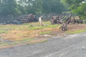 After being felled, the timber is transported to the wood yard of Green Environment Construction Co. Ltd., located on Ho Van Tang Street in Tan Phu Trung Commune of Cu Chi District, HCMC (Photo: SGGP)