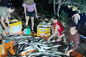 In Cua Viet Town of Quang Tri Province, aquaculture farmers are recovering stocks of farmed brackish water fish that perished due to suffocation
