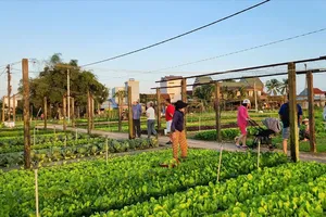 HCMC’s agritourism sector blooms with innovative farm-stay models