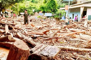 A landscape of mud, debris, and fallen trees can be spotted in upland communes in Nghe An Province following the historic floods