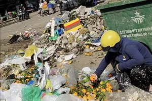 A woman selecting is intact tangerines from discarded goods at Thu Duc Agricultural Wholesale Market (Photo: SGGP)