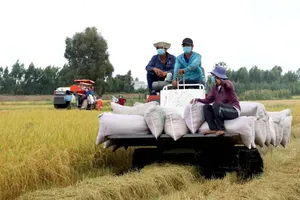 Farmers in the Mekong Delta are harvesting the Winter-Spring rice crop 
