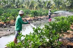 Farmers in Vinh Thanh Commune of Tay Ninh Province are caring for limes using organic methods to enhance product value (Photo: SGGP) 