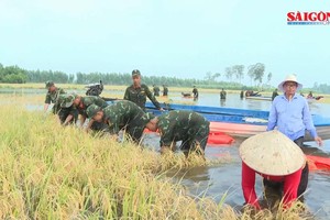 Military troops wade through floodwaters rescuing ripe rice harvests in Tay Ninh