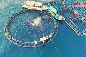 Coastal cooperatives adopt HDPE technology to boost marine aquaculture yields
