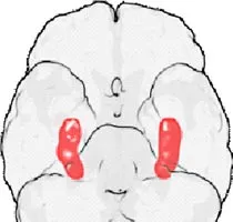 Tìm ra gien “cứng đầu”