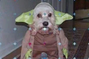 Sửa soạn cho... chó