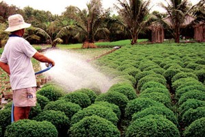 Tien Giang prepares over 700,000 flower pots