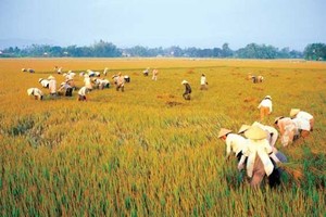 Risks to Mekong Delta granary increase