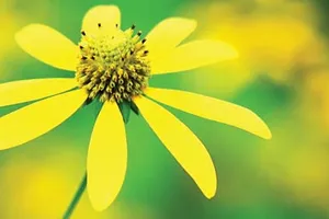 Tâm sự với tình yêu