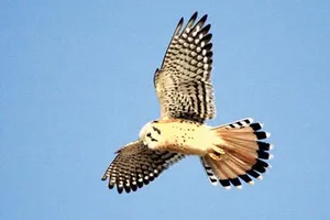 Thể thao chim ưng