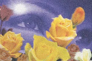 Bông hồng vàng chờ đợi