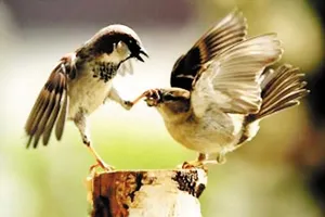 Lạt mềm  buộc chặt