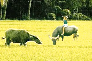 Về lại Tết quê