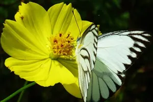 Chùm thơ Xuân 2012