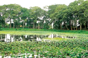 Bông dầu bay đi đâu?