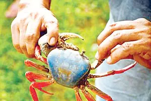 Nhớ món ăn quê hương