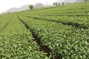 Thu hút đầu tư vùng Tây Bắc: Quy hoạch vùng, cùng phát triển