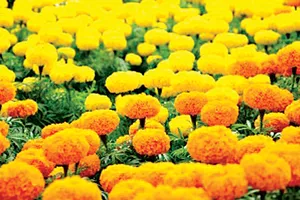 Có một miền hoa vạn thọ