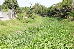 Lục bình bịt kín dòng chảy