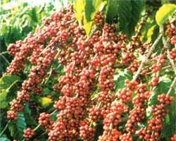 Chứng nhận quốc tế về cải cách trong nước