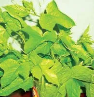 Thế mạnh ẩm thực Việt