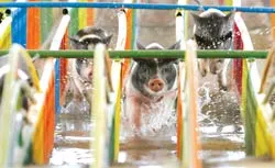 Tâm sự của một VĐV họ … Trư