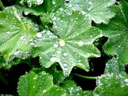 “Vắt” sương lấy... nước