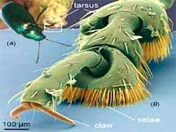 Băng dính côn trùng