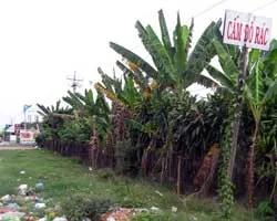 Cấm cũng như không!