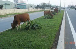 Bò thả rong trên phố
