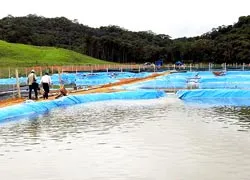 Cá hồi trên… núi Đạ Chais