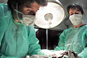 Phát hiện cơ chế làm cúm gia cầm trở thành dịch