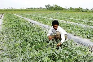 Đồng Nai: Trồng dưa hấu trái vụ