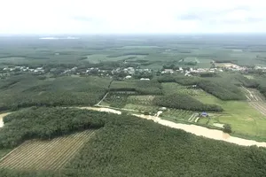 Một góc rừng ngập mặn Cần Giờ. Ảnh: Quốc Hùng