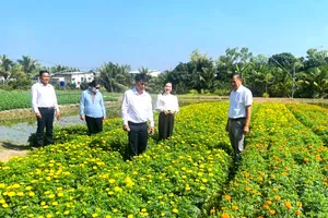 Sáng 23-1, Hội Nông dân xã Hưng Long (TPHCM) tổ chức đoàn đến thăm, động viên các hộ nông dân trồng hoa nền trên địa bàn.