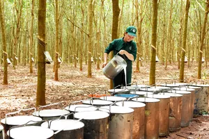 Tập đoàn Công nghiệp Cao su Việt Nam phấn đấu doanh thu đạt 33.799 tỷ đồng