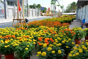 Sắc vàng, hồng, tím của chợ hoa tết xã Cần Giờ, như tô điểm cho mùa xuân ở vùng biển TPHCM