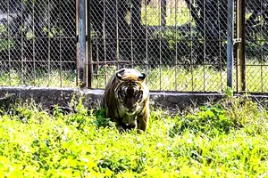 CITES khuyến nghị Việt Nam không thành lập mới cơ sở nuôi hổ