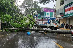  Cây cổ thụ bật gốc, đè người đi đường nguy kịch