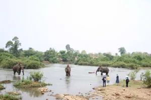 Người sở hữu nhiều voi nhà nhất Tây Nguyên đã qua đời