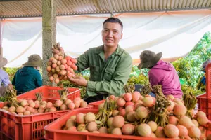 Mùa vải ngọt ở Tây Nguyên