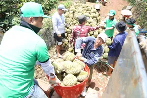 Tìm giải pháp phát triển bền vững cho ngành hàng sầu riêng